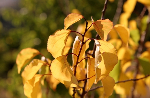 Bobų vasara 2009